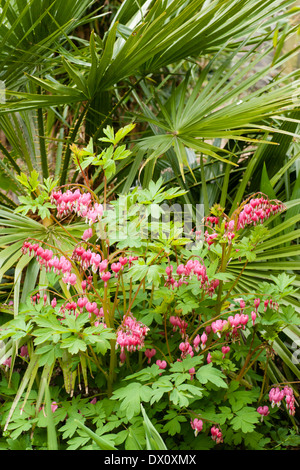 Blumen die Herzblume (Dicentra) Lamprocapnos Spectabilis mit Palmwedeln von Chamaerops Humilis im Hintergrund Stockfoto