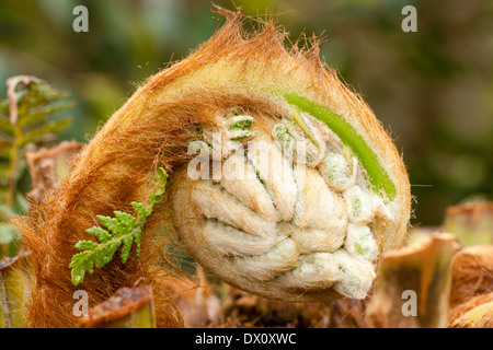 Fest gekräuselt Wedel die widerstandsfähigsten Baumfarn, Dicksonia Antarctica, entstehen im Frühjahr bündig Stockfoto