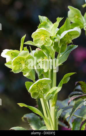 Blumen der korsische Nieswurz, Helleborus argutifolius Stockfoto