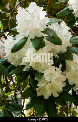 Große Blätter und weiße Blüten des Baumes große Rhododendron (Loderi Group) "King George" Stockfoto