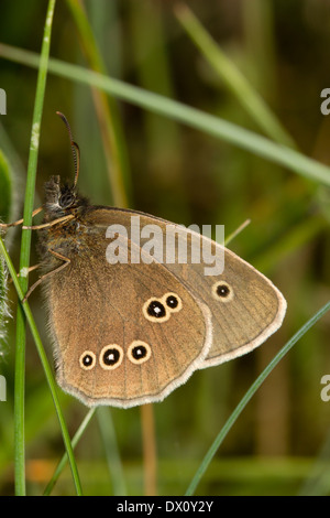 Ringel Schmetterling, Aphantopus Hyperantus, mit Flügeln geschlossen Stockfoto