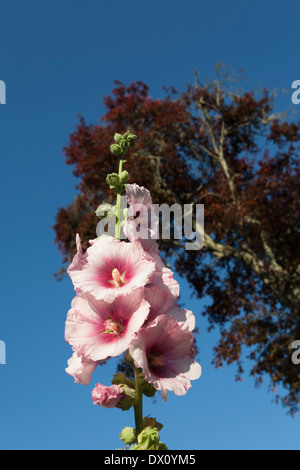 French rosa Malven gegen einen Baum und blauer Himmel in Bordeaux Frankreich Stockfoto