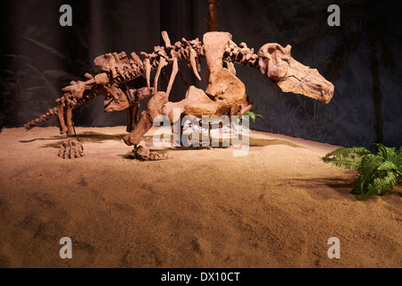 Dinosaurier im Museum, Ausstellung, Dinosaurium Prag Stockfoto