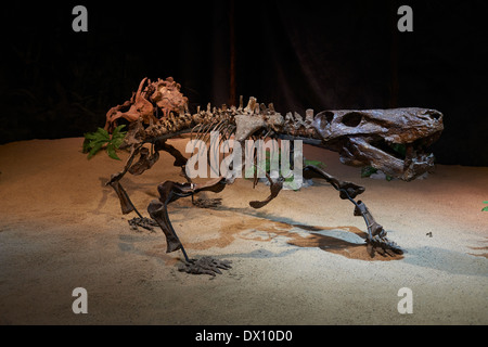 Dinosaurier im Museum, Ausstellung, Dinosaurium Prag Stockfoto