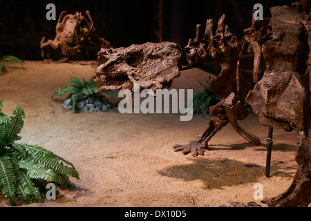 Dinosaurier im Museum, Ausstellung, Dinosaurium Prag Stockfoto