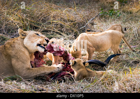 Löwin und Jungen füttern Antilopenkill, Lion Sands Nature Reserve, Sabi Sand Game Reserve, Skukuza, Kruger Park, Südafrika Stockfoto