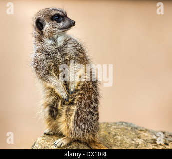 Mitglied der mongoose Familie, der erdmännchen oder erdmännchen suricata suricatta,, ist ein kleines Säugetier in vielen Teilen Afrikas gefunden. Stockfoto