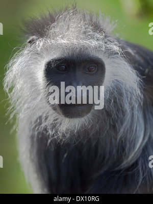 Gefühlvolle schwarzen und weißen Colobus Affen Primaten Herbiforous Wiederkäuer der Gattung Colubus, aus Afrika. Stockfoto