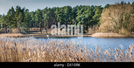 Blick über das Schilf auf einen Schwan am Ufer des großen Frensham Pond, Farnham, Surrey, England Stockfoto