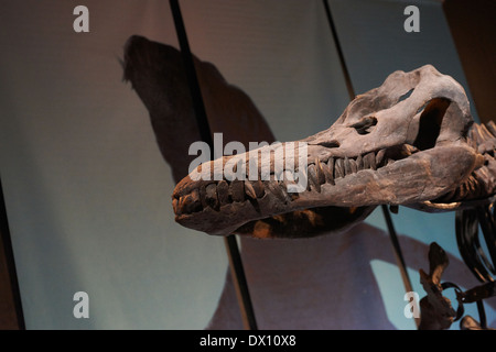 Dinosaurier im Museum, Ausstellung, Dinosaurium Prag Stockfoto