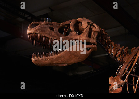 Dinosaurier im Museum, Ausstellung, Dinosaurium Prag Stockfoto