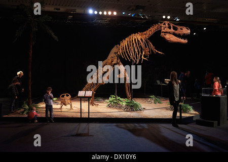 Dinosaurier im Museum, Ausstellung, Dinosaurium Prag Stockfoto