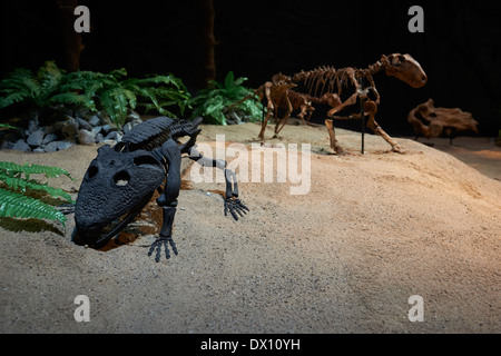 Dinosaurier im Museum, Ausstellung, Dinosaurium Prag Stockfoto