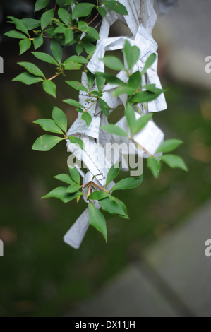 Papier-Nachrichten auf einem Baum am Nezu Schrein, Tokyo, Japan Stockfoto