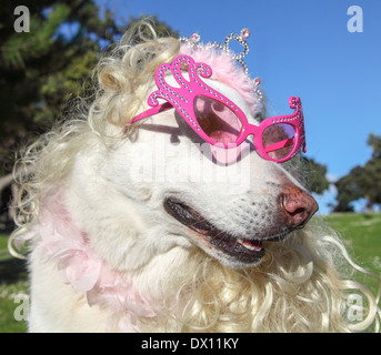 Hund, tragen, Sonnenbrille, Tiara und Perücke Stockfoto