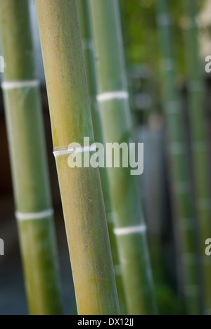 Bambusbäume in Tokio, Japan Stockfoto