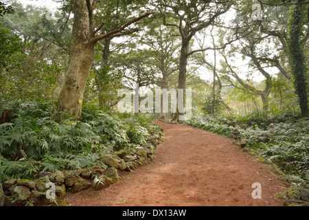 Muskatnuss Waldpark in Jeju Insel, genannt Bijarim in Koreanisch Stockfoto