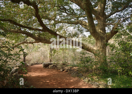 Muskatnuss Waldpark in Jeju Insel, genannt Bijarim in Koreanisch Stockfoto