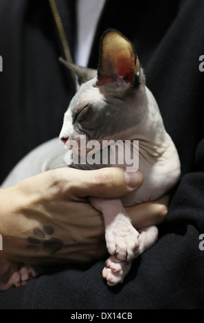 Eine Nahaufnahme einer jungen Sphynx Katze gehalten wird. Stockfoto