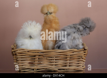 3 Silkie Hühner nebeneinander in einem Korb. Stockfoto