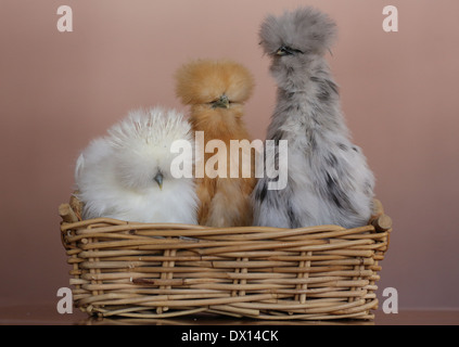 3 Silkie Hühner nebeneinander in einem Korb. Stockfoto