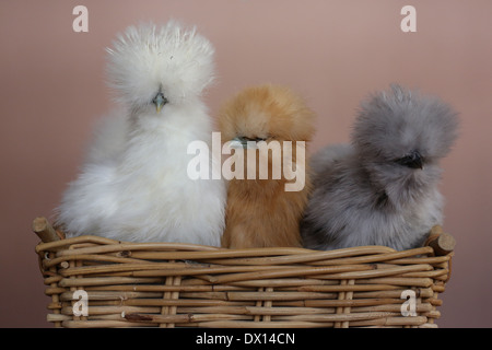 3 Silkie Hühner nebeneinander in einem Korb. Stockfoto