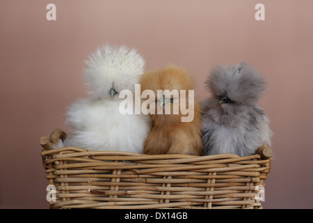 3 Silkie Hühner nebeneinander in einem Korb. Stockfoto