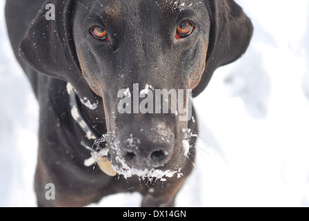 Hund mit Schnee im Gesicht Stockfoto