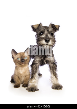 Liebenswerte Zwergschnauzer Welpen mit niedlichen Munchkin Kätzchen isoliert auf weißem Hintergrund Stockfoto