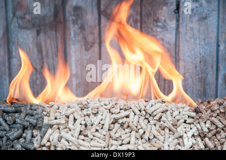 Baum-Art von Pellets in Flammen Stockfoto