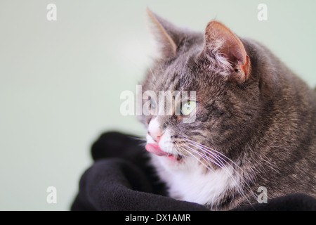 Nahaufnahme der Katze mit Rheum in der Seitenansicht Stockfoto