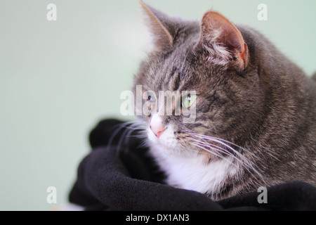 Nahaufnahme der Katze mit Rheum in der Seitenansicht Stockfoto