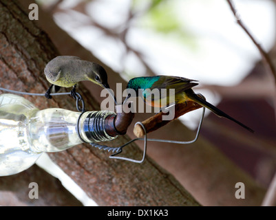 Orange-breasted Sunbird (Anthobaphes Violacea) und Cape Valleys (Promerops Cafer) trinken aus Nektar Futterhäuschen im Garten. Stockfoto