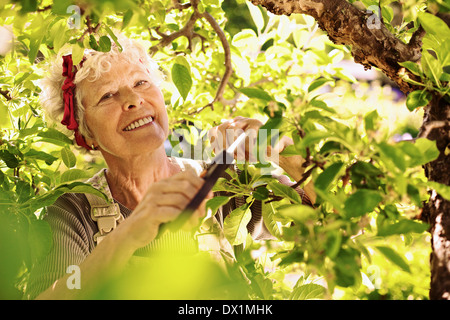Aktive Senioren Frauenbeschneidung getrockneten Knospen aus dem Baum. Ältere weibliche Gärtner Gartenbau auf ihrem Bauernhof lächelnd Stockfoto