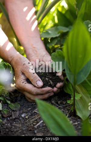 Nahaufnahme Bild einer älteren Frau mit Erde in Händen. Frau Hände Arbeit im Garten Stockfoto