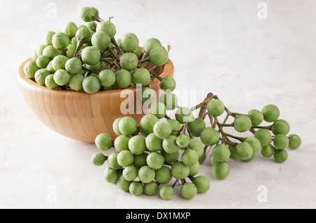 Solanum Torvum, Türkei Berry, Erbse Auberginen Stockfoto