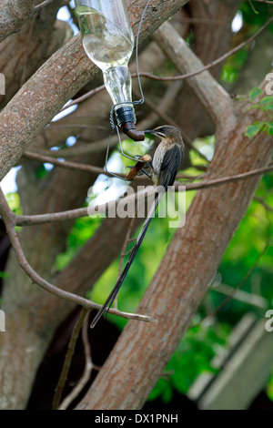 Ein Cape Valleys (Promerops Cafer) trinken aus einem Nektar Feeder in einem Garten. Stockfoto