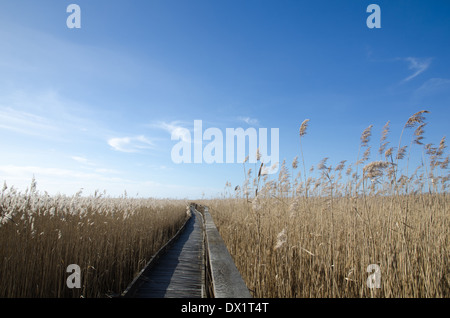 Hölzernen Fußweg durch das Schilf in einem Feuchtgebiet auf der schwedischen Insel Öland Stockfoto