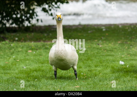 Auf der Suche nach Tundra oder Bewick Schwan Stockfoto