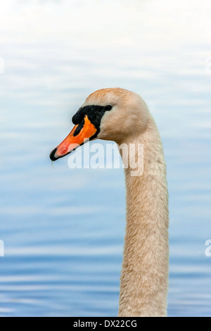 Nahaufnahme der Höckerschwan Stockfoto