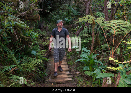 Wandern in den Dschungel Bélouve Primärwald. Dies ist die primäre Wald mit Flora ist ähnlich wie Madagaskar, Ostafrika Stockfoto