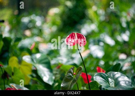 Anthurien (Flamingo Lilie) Blume auf grünem Hintergrund. Stockfoto