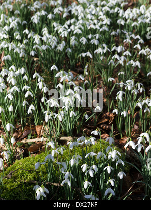 Gemeinsamen Schneeglöckchen (Galanthus Nivalis) Stockfoto