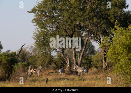 Eine Herde Zebras Streifen in der Nähe von Camp Eagle Island Camp von Orient-Express, außerhalb des Moremi Game Reserve in Botswana. Chobe Stockfoto