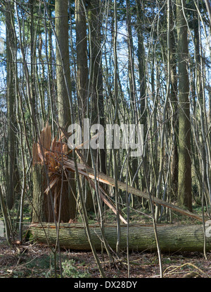 Reife Scots Kiefer (Pinus Sylvestris) schnappte sich in zwei Hälften durch starke Winde während einer der Stürme, das Vereinigte Königreich im Februar 2014 zu schlagen Stockfoto