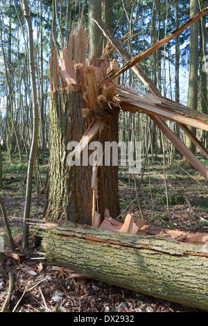 Reife Scots Kiefer (Pinus Sylvestris) schnappte sich in zwei Hälften durch starke Winde während einer der Stürme, das Vereinigte Königreich im Februar 2014 zu schlagen Stockfoto