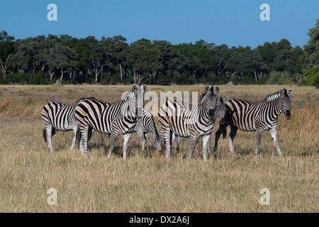 Eine Herde Zebras Streifen in der Nähe von Camp Eagle Island Camp von Orient-Express, außerhalb des Moremi Game Reserve in Botswana. Chobe Stockfoto