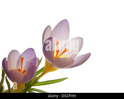 Krokusse Stockfoto