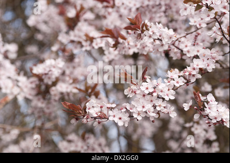 Detail der wilden Lot Kirschblüten blühen im März Beginn der Frühlingszeit Stockfoto