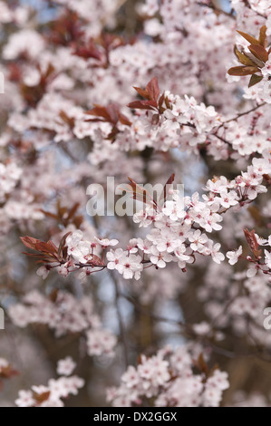 Detail der wilden Lot Kirschblüten blühen im März Beginn der Frühlingszeit Stockfoto